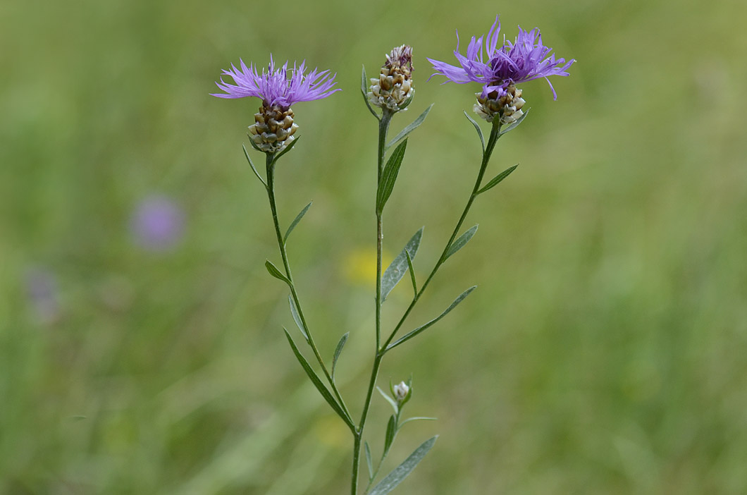 Centaurea jacea subsp. gaudinii / Centaurea di Gaudin
